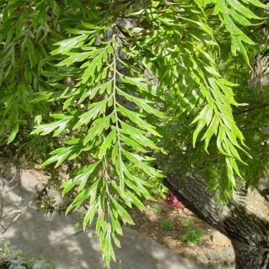 Silver Oak Plants — Browse 1 varieties